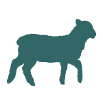 Cordero